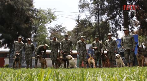 Faimo Ii C Ini Salvatori Mexicani Cu Ochelari De Protec Ie Deta A I