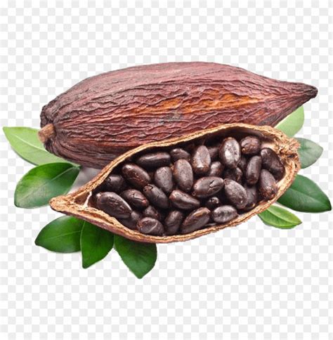 Cocoa Beans Grown Around The World Png Image With Transparent