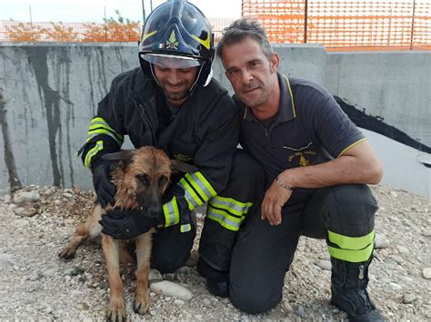 Verona Un Cane Intrappolato In Un Canale Artificiale Salvato Dai