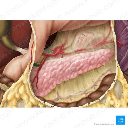 Gastroduodenal artery: Anatomy, branches, supply | Kenhub