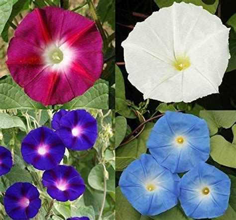 Day Night Blooming Morning Glory Seed Mix Rare W Moonflower Vine