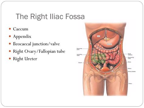 Ppt The Acute Abdomen Powerpoint Presentation Id2241409