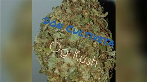 Catando Gen Ticas Og Kush Don Cultiveta Pre Copa Cannabica Youtube