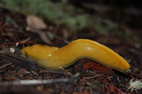 A Banana Slug In Big Basin Redwoods State Park California