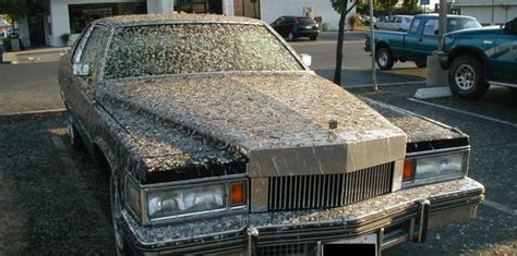 Diy Bird Poo Paint Damage Explained How To Protect Your Car