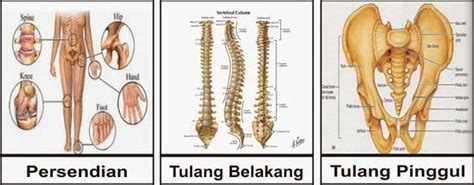 Gambar Tulang Pinggul Denah