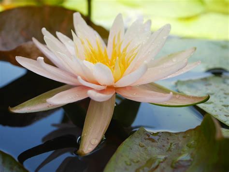 Nymphaea Sweet Pink HxT ISG Water Lily Thailand 007 Flickr