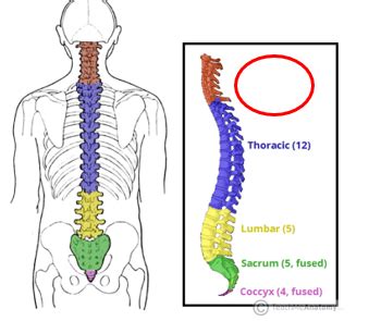 Vertebral Column Flashcards Quizlet