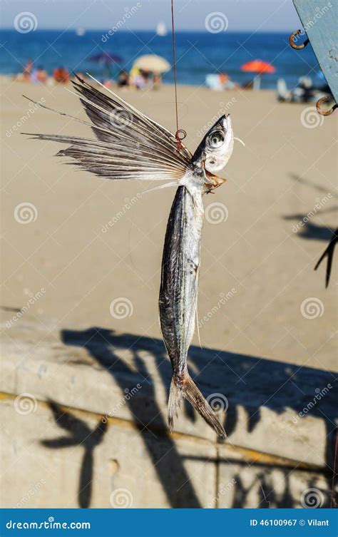 Dried Flying Fish Royalty Free Stock Photo 52510041