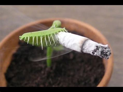 Reactions On Twitter Venus Fly Trap Smoking Cigarette Https T Co