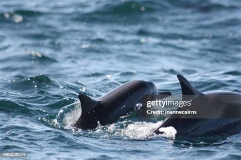 191 Dolphin Nose Stock Photos, High-Res Pictures, and Images - Getty Images