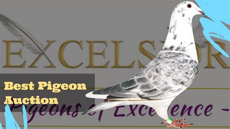 Special And Super Grizzle Racing Pigeon Breeder From Great Bloodlines