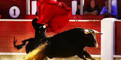 Why A Red Cape Means Nothing To The Bull In A Bullfight – Under The ...