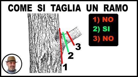 Come Si Taglia Un Ramo Nella Potatura Degli Alberi Youtube