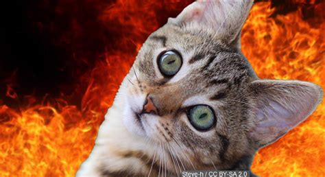 East Tn Teen Accused Of Calling In Fake Fire To Rescue Cat Stuck In