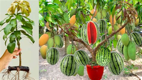 Unique Technique For Grafting Mango Tree In Watermelon With Banana