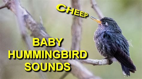 This Baby Hummingbird Sounds So Adorable - YouTube