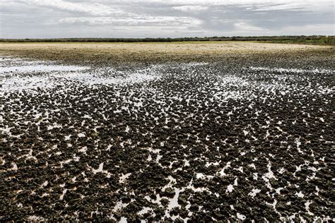 Nueva Advertencia De Bruselas Por Doñana Utilizará Todos Los Medios A