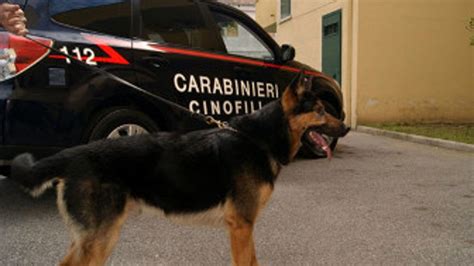 Imola I Cani Antidroga Prendono L Autobus Cento Persone Identificate