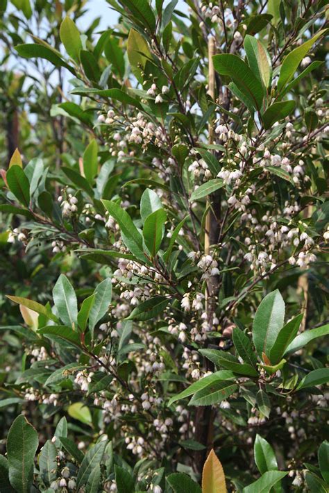 Elaeocarpus Reticulatus Prima Donna The Tre Shop Nursery Melbourne