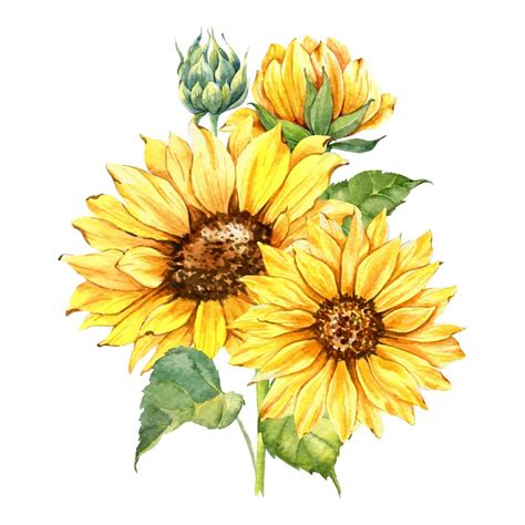 Premium Vector Watercolor Sunflowers Bouquet With Greenery Hand