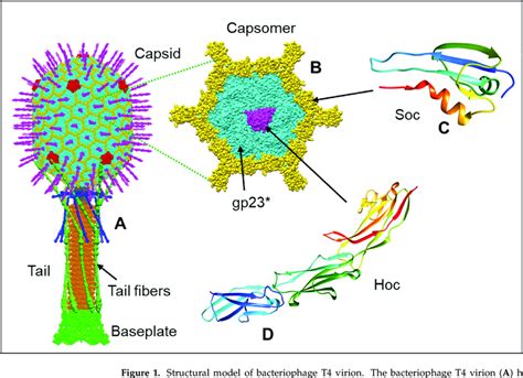 Structural Model Of Bacteriophage T Virion The Bacteriophage T