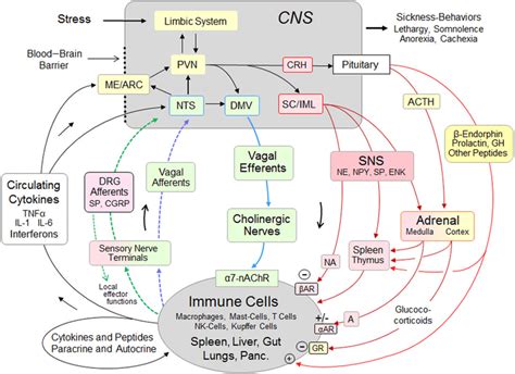 Role Of The Vagal And Sympathetic Systems In Reciprocal Immune To Brain