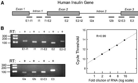 Structure Of The Human Insulin Gene And Validation Of Primer Sets A