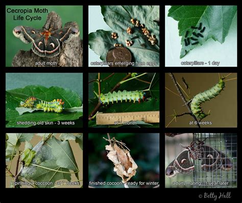 Cecropia moth caterpilars to share - again - Betty Hall Photography