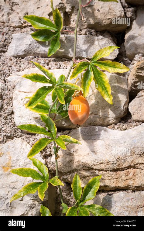 Orange fruit of the passiflora plant - Passiflora caerulea hanging in the sun in front of an old ...