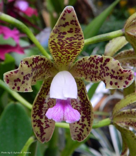 Cattleya Guttata V Coerulea Cattleya Guttata Lindl Ed Flickr