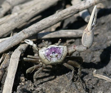 Atlantic Sand Fiddler Crab Gtm Research Reserve Arthropod Guide