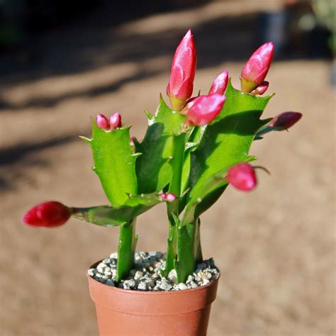 Buy Holiday Cactus Schlumbergera Online Red Flowers Planet Desert