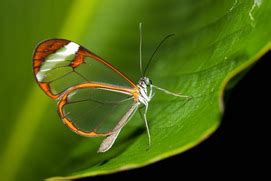 Glass Winged Butterfly - AMAZING ADAPTATIONS