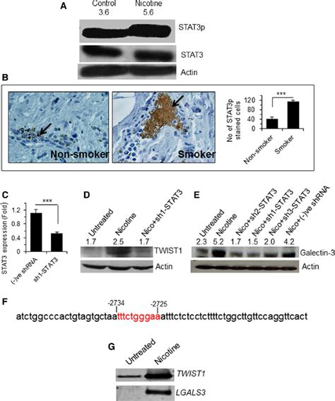 Nicotine Induced Stat Activation And Promoted Expression Of Galectin