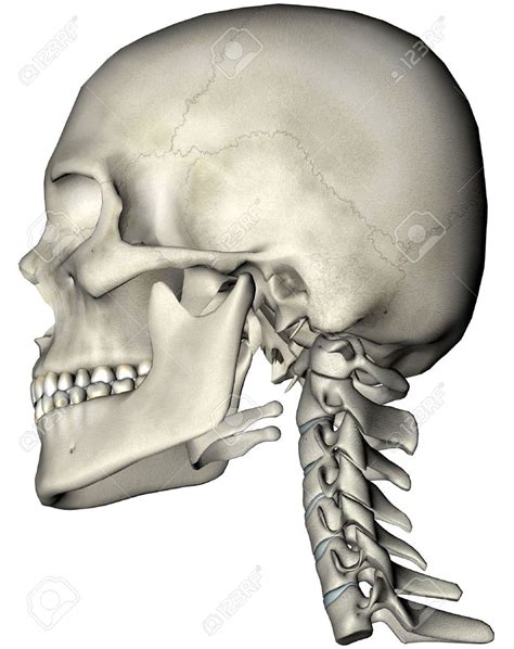 Humanos Cráneo Y La Columna Cervical Cuello Lateral Ilustración