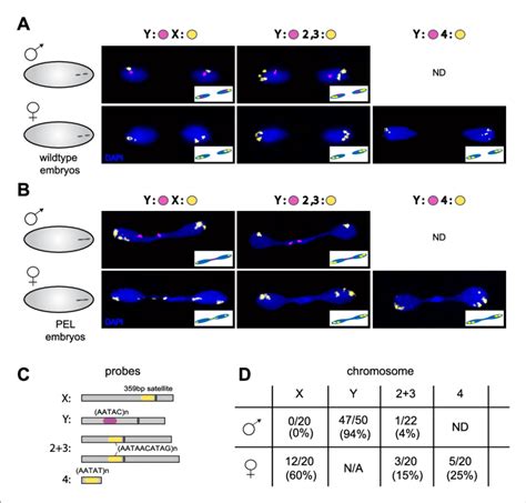 Sex Chromosomes Are Especially Vulnerable To Hp1e Depletion In D Download Scientific Diagram