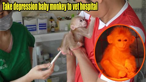 Take Depression Baby Monkey To Vet Hospital For Health Check Rescue