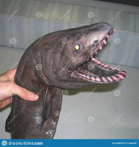 Frilled Shark Was Caught in Atlantic Ocean Stock Image - Image of teeth ...