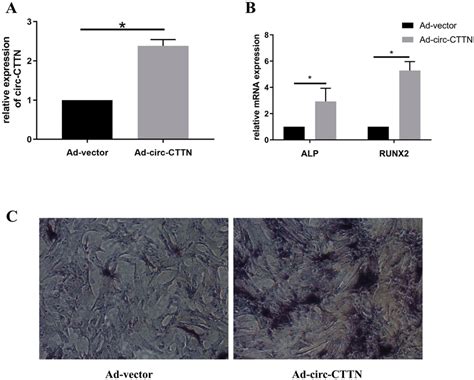 Profiles Of Circ Cttn In Promoting Osteogenic Differentiation Of