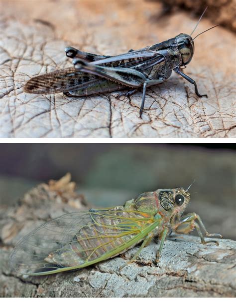 14 wild cicada facts | Gulo in Nature