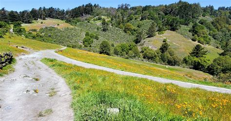 Reinhardt Redwood Regional Park @ Oakland Hills Near Chabot Space Center