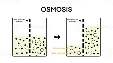 Osmosis Solvent Passing Through The Semipermeable Membrane From The