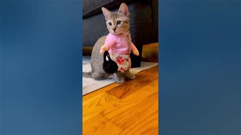 Cute Cat 🐱🥰🤣 Youtube