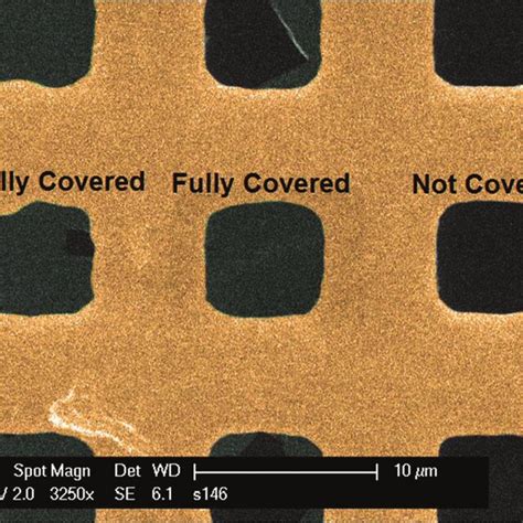 Scanning Electron Microscopy Image Of Graphene Transferred On Gold Tem