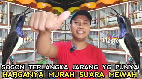 Oleh Oleh Langsung Dari Nusakambangan Jenis Sogon Terlangka Dan