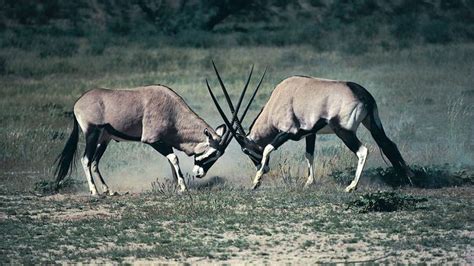 Gemsbok | mammal | Britannica