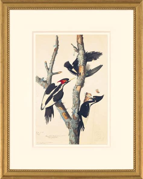 Audubon S Watercolors Octavo Pl Ivory Billed Woodpecker Audubon