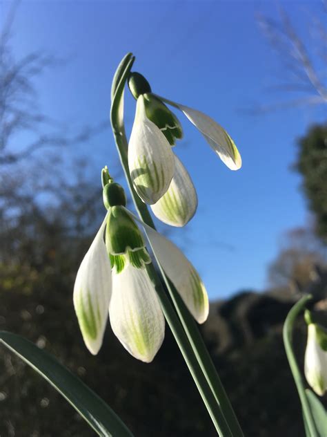 Galanthus plicatus ‘Amy Doncaster’ – Morlas Plants