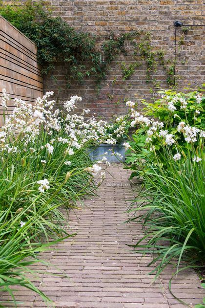 Libertia grandiflora | Garden landscape design, Small city garden ...